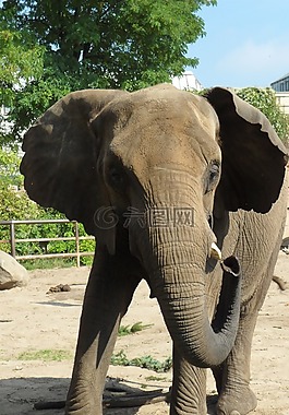 象,動物,動物園