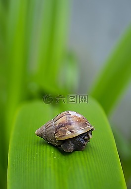 蝸牛,葉子,天性