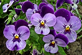 花,紫羅蘭,性質(zhì)