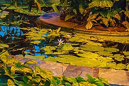 池塘,鮮花,綠黨