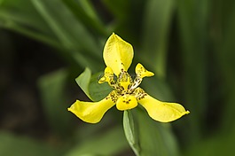 黃色的花,野花,天性