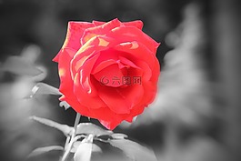 玫瑰,紅色,花