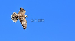 獵鷹,鷙鳥,野生動(dòng)物攝影