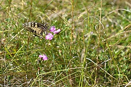 蝴蝶,昆虫,花园
