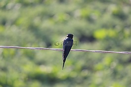 燕子,鳥電線,黑鳥