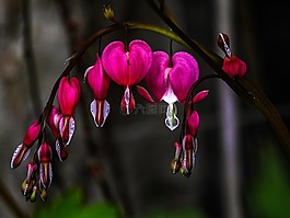 herzerlstrauch,流血的心,鮮花