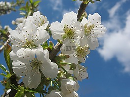 櫻花,開花,白