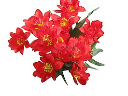 郁金香,紅色,春天