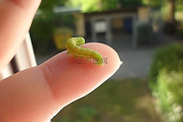 卡特彼勒,手指,動物