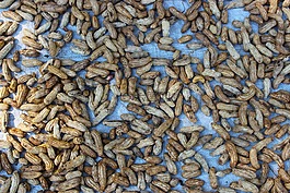 花生,貝殼,食品