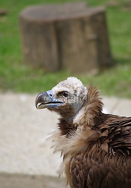 vautour 里里外外,兀鷲,動(dòng)物園