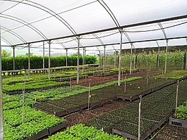 苗,樹木,植物區(qū)系