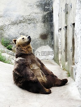 马熊,坐在,动物园