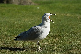 海鷗,鳥,自然