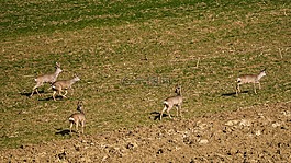 鹿,feldrehe,rehgruppe