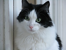 貓,視圖,眼睛