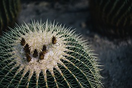 仙人掌,刺,植物園