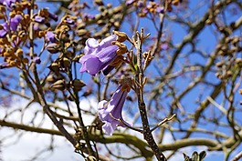 樹(shù),性質(zhì),花