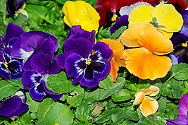 思想,鮮花,花壇