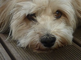 狗,小狗,狗眼