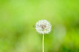 大自然,蒲公英,鮮花