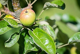 苹果,苹果树,成熟