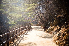 秋季,juwangsan,森林