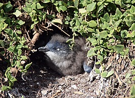 企鵝,年輕的動物,鳥巢