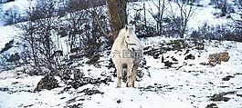 馬,白,雪