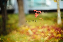 葉,秋季,秋天的樹(shù)葉