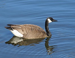 加拿大鹅,游泳,branta 黄花