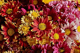 花卉,鮮花,秋季