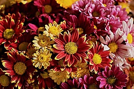 花卉,鮮花,秋季