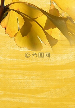 秋季,銀杏,葉子