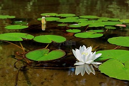 水百合花,睡蓮葉,湖