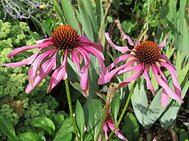松果菊,鮮花,紫色