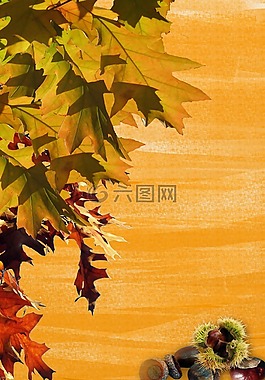 秋季,叶子,文具