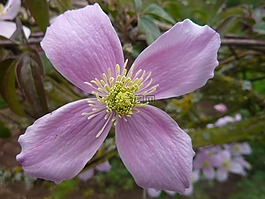 開花,紫,花