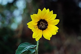 花,黃色,花瓣