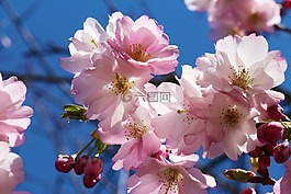 櫻桃,杏,櫻花