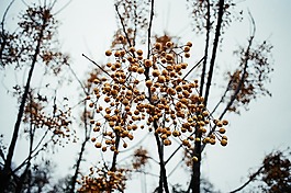 樹,自然,伍茲