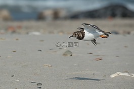石華爾茲,鳥,海灘