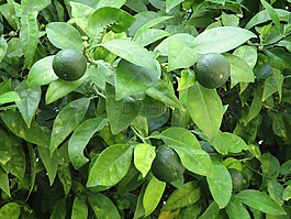 石灰,酸橙树,水果