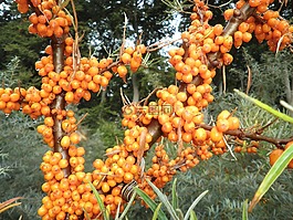 沙棘,野果,成熟