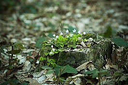 森林,三葉草,行李箱