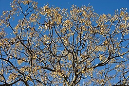 樹(shù),分支機(jī)構(gòu),冬天