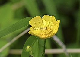 剮,野生花卉,野生植物