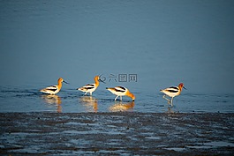 鴨,河,沼澤