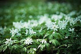 鲜花,森林,比尔