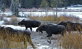 公麋,野生動物,自然